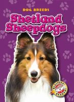 Shetland_sheepdogs